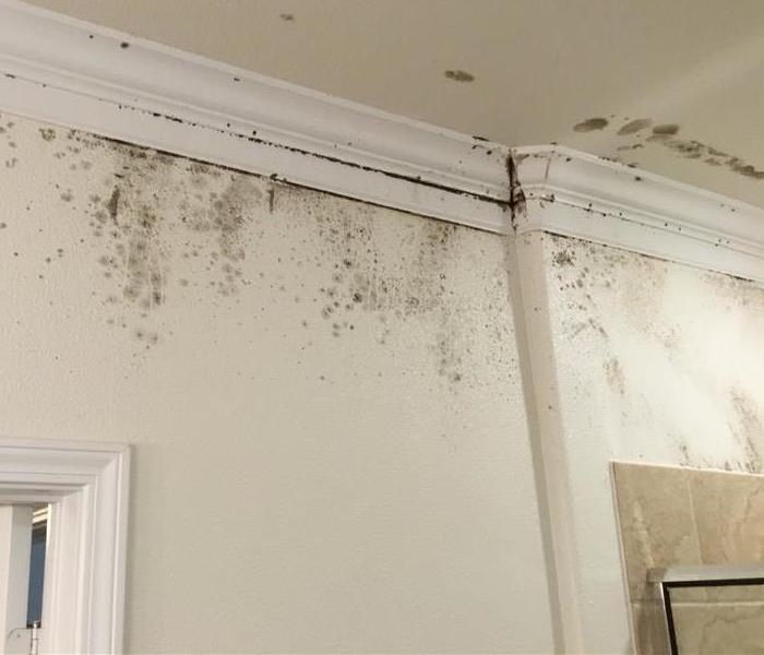 black mold on a ceiling
